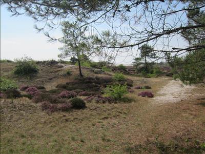 Stacaravan (6 pers) aan zee camping De Watersnip in Petten (NH) incl. gebruik fietsen